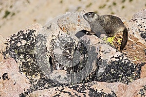 Marmot granite rocks lichen rodent wildlife animal