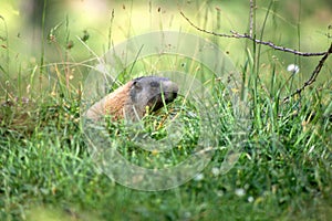 Marmota en césped 