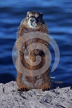 Marmot on guard duty