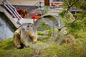 Marmot held in captivity on Grimselpass