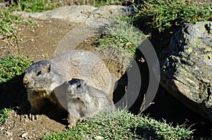 Marmot with her baby near the burrow - Saas Fee - landmark attraction in Switzerland