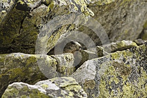 Marmot hidden under rocks