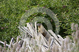 Marmot