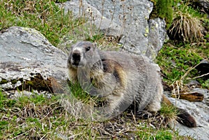 Marmot in Hohe Tauern