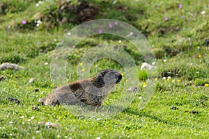 Marmot in Hohe Tauern