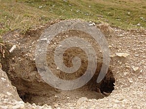 Marmot hole