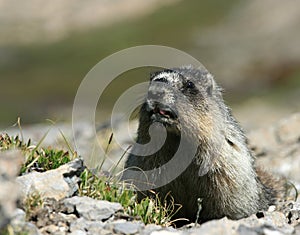 Marmot Kiss