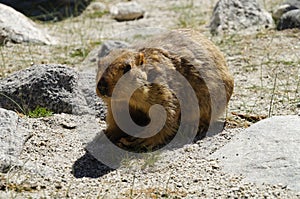 A Marmot at Ladakh