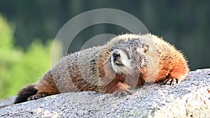 Marmot Leans Down to Sniff Rock
