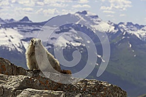 A marmot looking at the camera