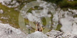 A marmot lying down a stone in Dolomites, Italy