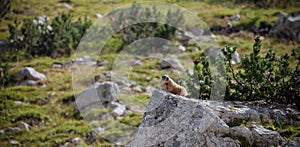 A marmot lying down a stone in Dolomites, Italy