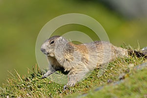 Marmot (Marmota)