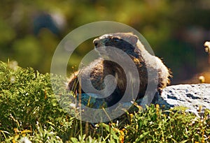 Marmot (Marmota caligata) photo