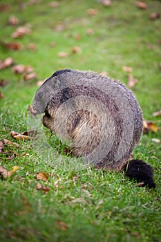 Marmot (Marmota marmota)