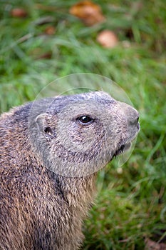 Marmot (Marmota marmota)