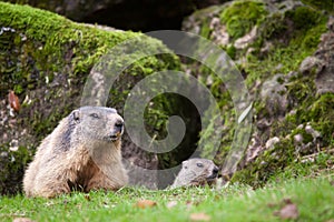 Marmot (Marmota marmota)