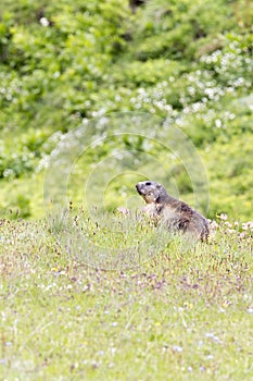 A marmot, marmota marmota