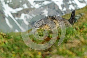 Marmot, Marmota marmota, Cute animal running in the grass with snow mountain in the background, nature rock habitat, Alp, Italy