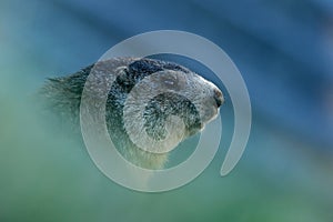 Marmot, Marmota marmota, cute animal sitting in the grass with nature rock mountain habitat, before sunrise, Alp, France