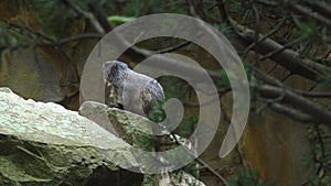 Marmot, Marmota marmota, Cute animal sitting under a stone, nature rock habitat,