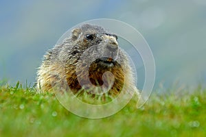 Marmot, Marmota marmota, cute fat animal sitting in the grass with nature rock mountain habitat, Alp, Austria. Animal in the green photo