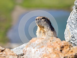 Marmot marmota marmota looking around