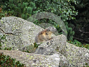 Marmot Marmota marmota in natural habitat, Pyrenees, South of France