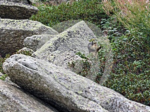 Marmot Marmota marmota in natural habitat, Pyrenees, South of France