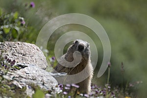 Marmot photo