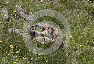 Marmot photo