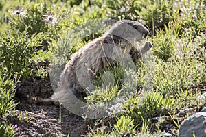 Marmot photo