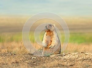 Marmot - master of the steppes.