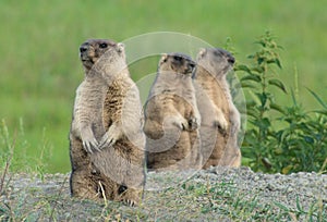 Marmot in meadow