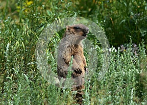 Marmot in a meadow in the steppe