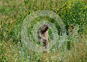 Marmot in a meadow in the steppe