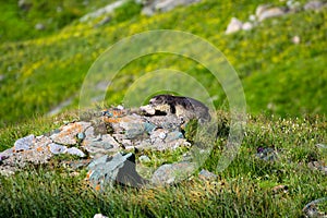 Marmot on a mound of stones