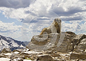 Marmot on a mountain