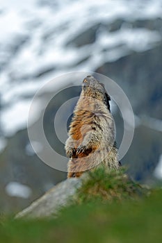 Marmot in the mountain. Cute sit up on its hind legs animal Marmot, Marmota marmota, sitting in the grass. Marmot in the nature ha