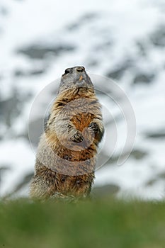 Marmot in the mountain. Cute sit up on its hind legs animal Marmot, Marmota marmota, sitting in he grass, in the nature habitat