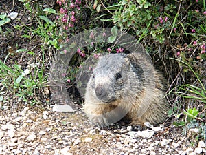 Marmot in a mountain and rock