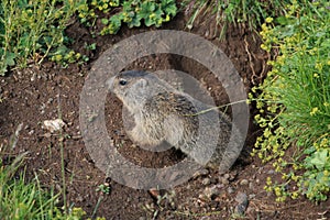 Marmot