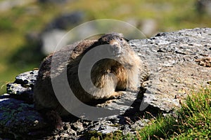 Marmot in the pastures of Fagaras Mountains,Romania.