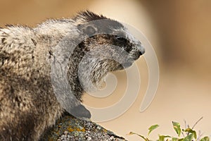 Marmot peering over a Rock in the Alaska Range