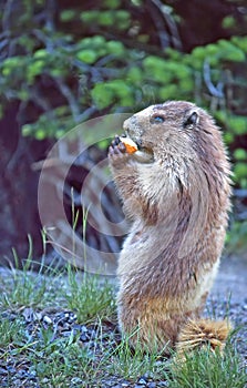 A Marmot perched on his hind legs eating a piece of bread