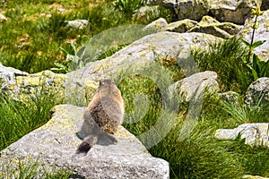 Marmot