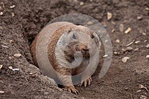 Marmota (pradera el perro roedor) llegada afuera de madriguera 