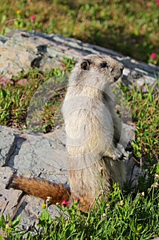 Marmot on Rock in Alpine Meadow