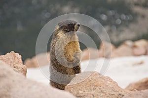 Marmot In The Rocks