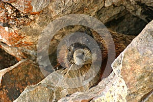 Marmota rocas 